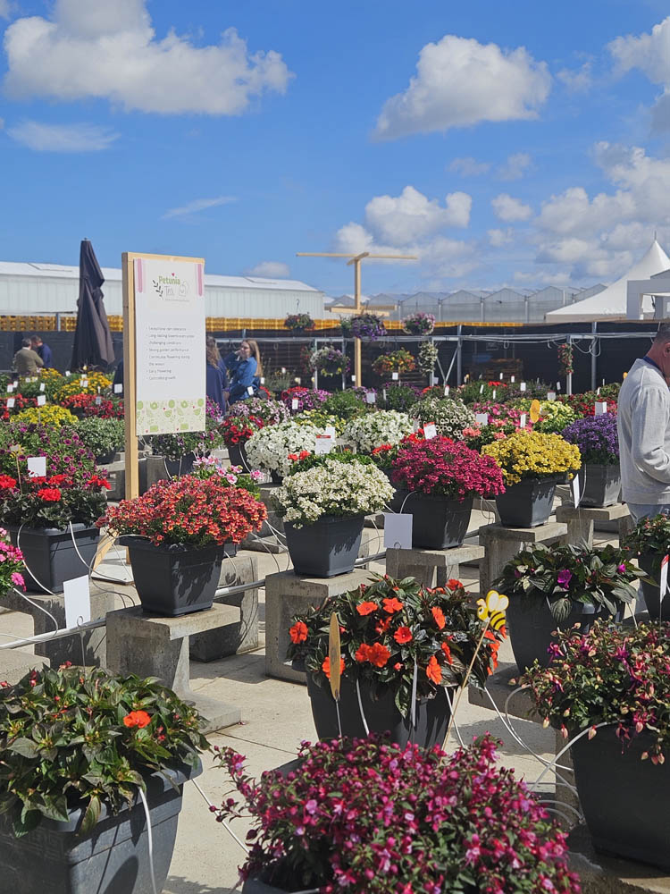 Flower Trials 2026, Netherlands