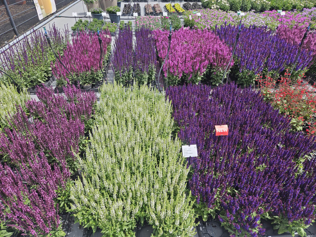 Flower Trials 2026, Netherlands
