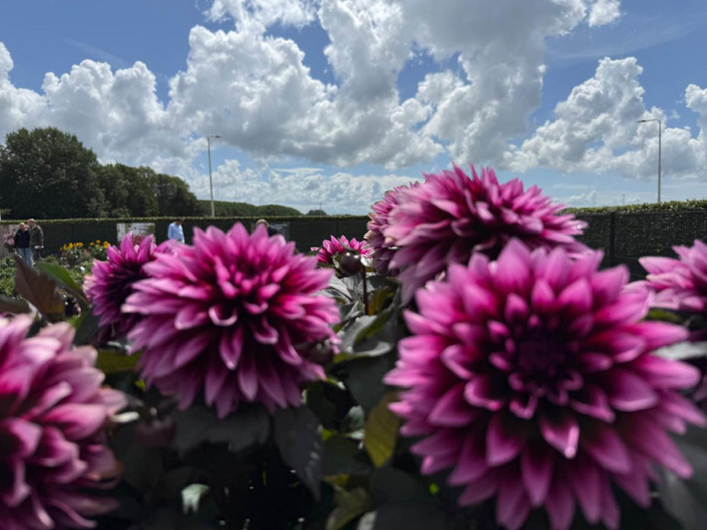 Flower Trials 2026, Netherlands