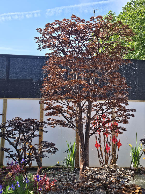RHS Chelsea Flower Show 2026