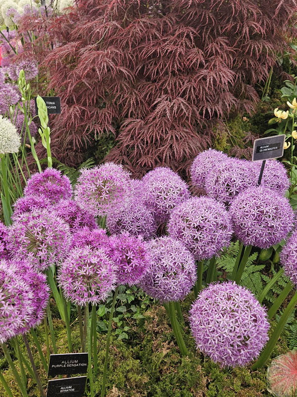 RHS Chelsea Flower Show 2026