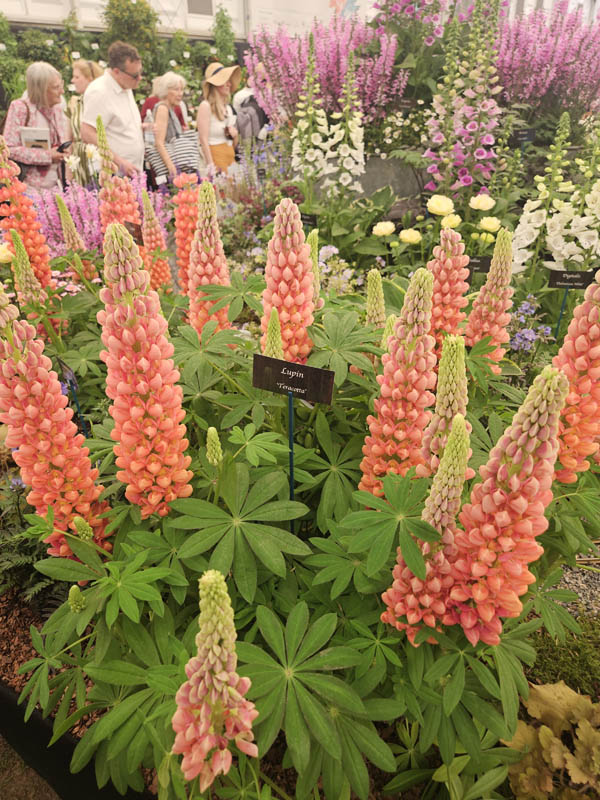 RHS Chelsea Flower Show 2026
