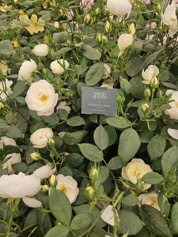 RHS Chelsea Flower Show 2026