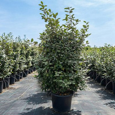 Kitantzis exterior plants