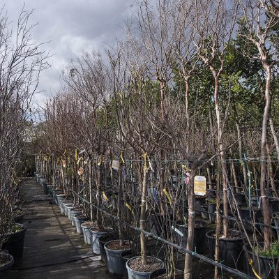 Kitantzis exterior plants