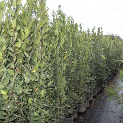 Kitantzis exterior plants