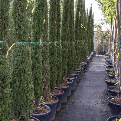 Kitantzis exterior plants