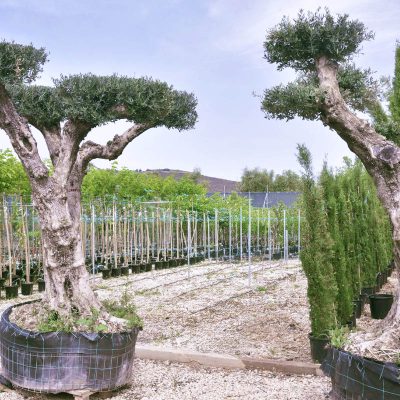 Kitantzis exterior plants