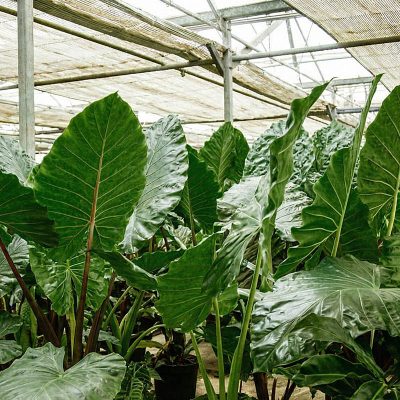 Kitantzis interior plants