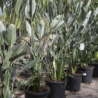 Kitantzis interior plants