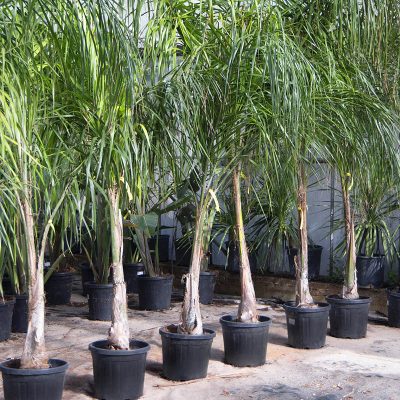 Kitantzis interior plants