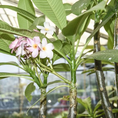 Kitantzis interior plants