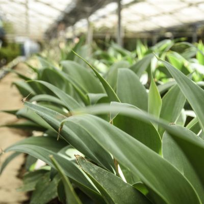 Kitantzis interior plants