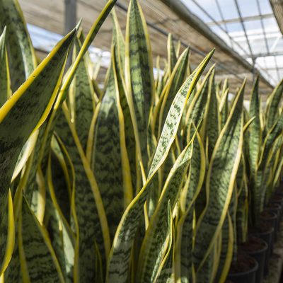 Kitantzis interior plants