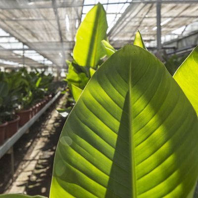 Kitantzis interior plants