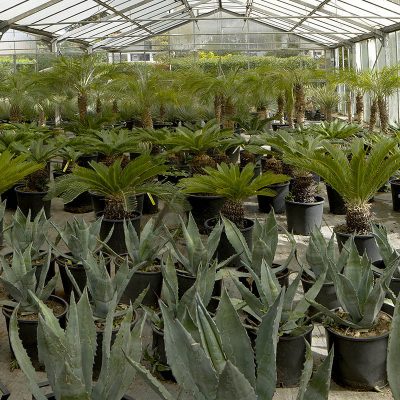 Kitantzis interior plants