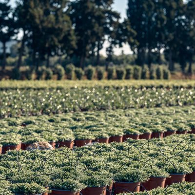 Kitantzis Marathonas