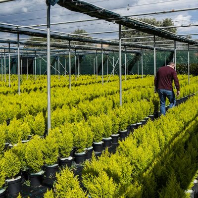 Kitantzis Marathonas