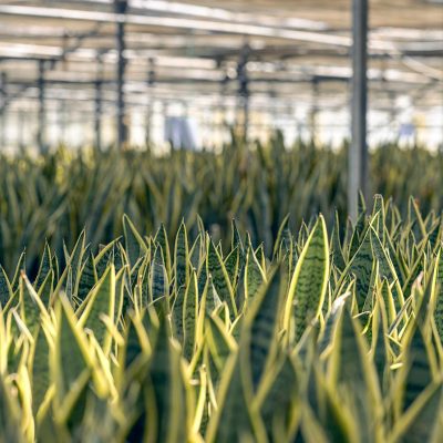 Kitantzis Marathonas