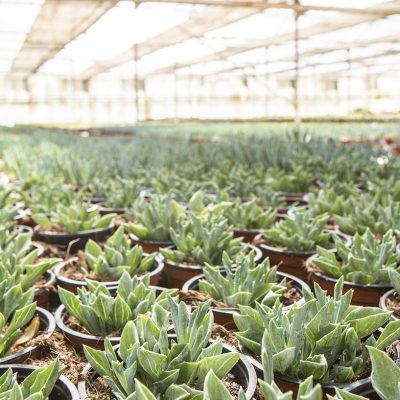 Kitantzis Marathonas