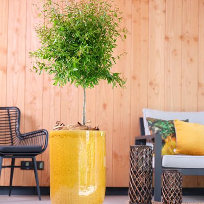 kitantzis-pots-pure-partner-honey-general