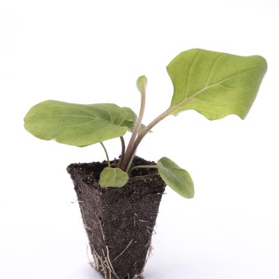 kitantzis-saplings-06