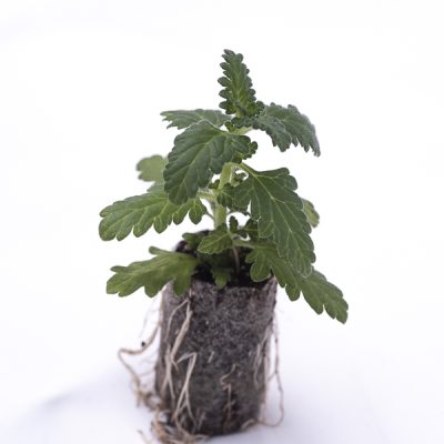 kitantzis-saplings-07