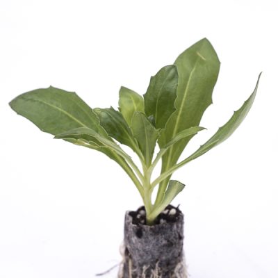 kitantzis-saplings-08