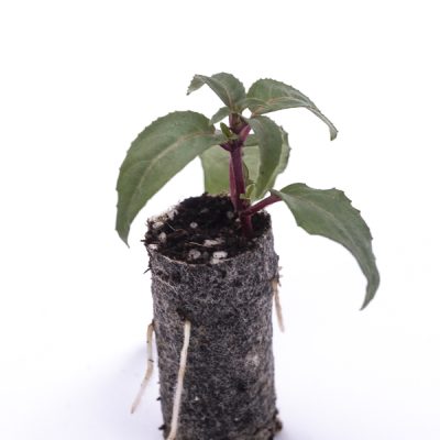 kitantzis-saplings-09