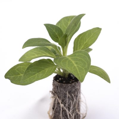 kitantzis-saplings-10