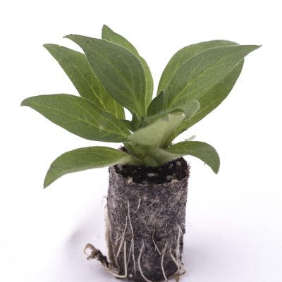 kitantzis-saplings-11