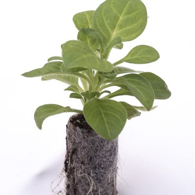 kitantzis-saplings-12