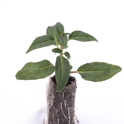 kitantzis-saplings-13